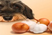 jedzenie, które szkodzi psu