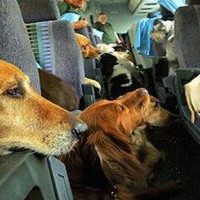 pies w samolocie